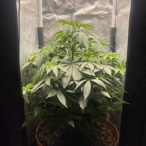 Genética desconocida growlog timeline photo