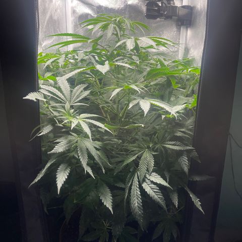 Genética desconocida growlog timeline photo