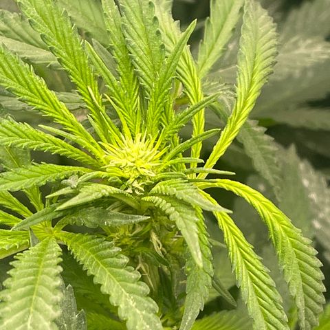 Genética desconocida growlog timeline photo