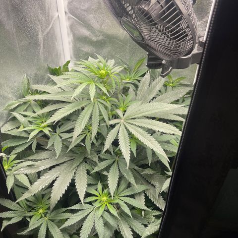 Genética desconocida growlog timeline photo