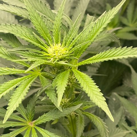 Genética desconocida growlog timeline photo