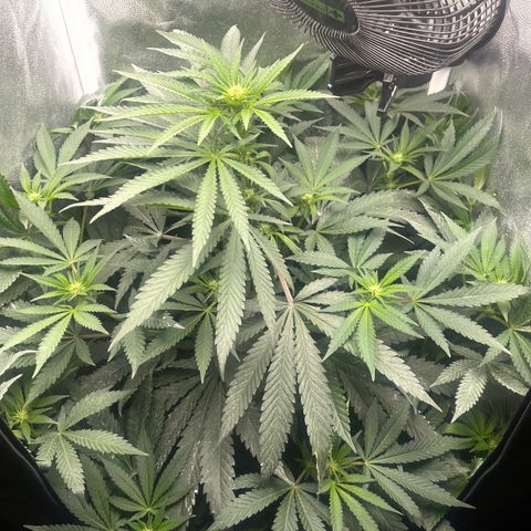 Genética desconocida growlog timeline photo