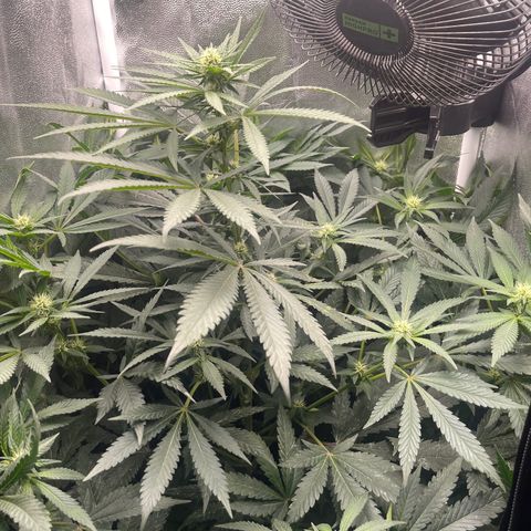 Genética desconocida growlog timeline photo