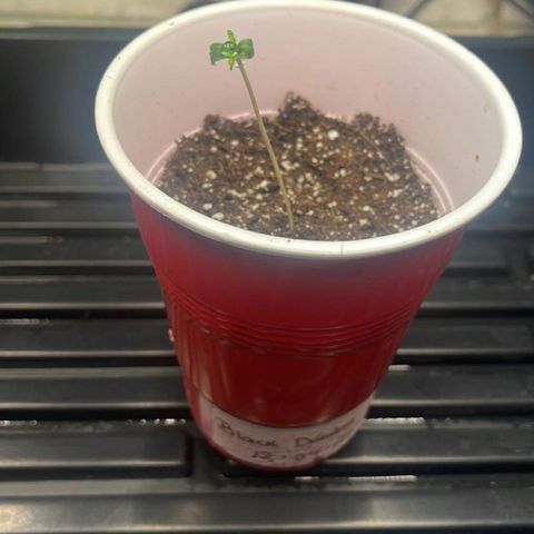 Genética desconocida Growlog-Foto 2