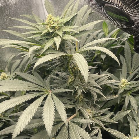 Genética desconocida growlog timeline photo
