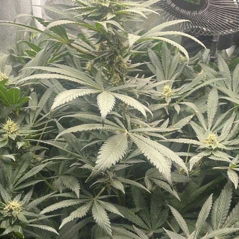 Genética desconocida growlog timeline photo