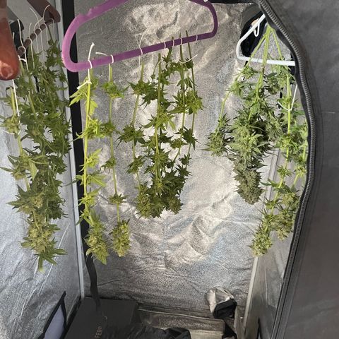 Genética desconocida growlog timeline photo