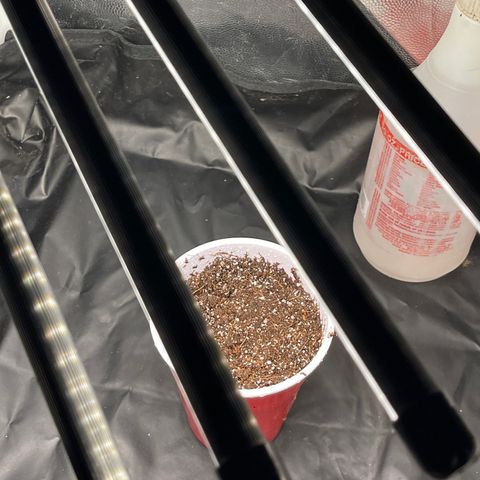 Genética desconocida growlog timeline photo