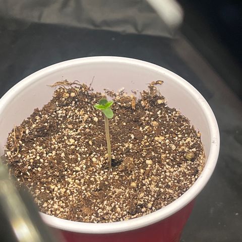 Foto 3 del growlog de Genética desconocida