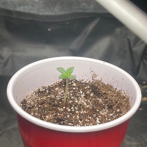 Genética desconocida growlog timeline photo