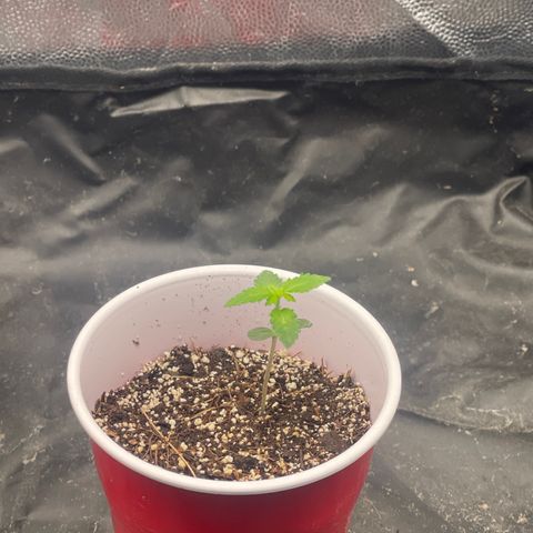 Genética desconocida growlog timeline photo
