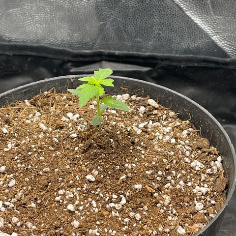 Genética desconocida growlog timeline photo