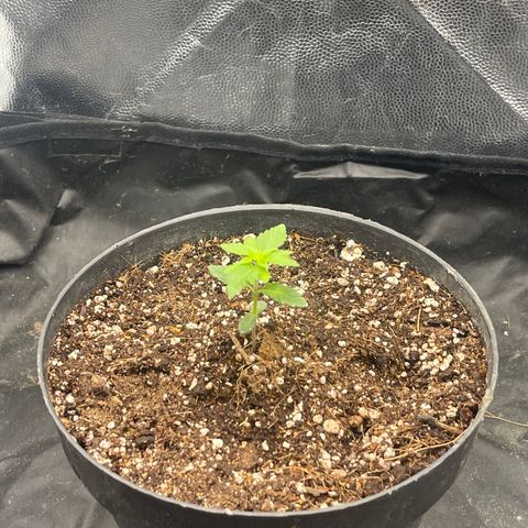 Genética desconocida growlog timeline photo
