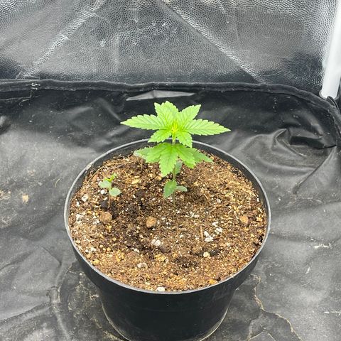 Genética desconocida growlog timeline photo