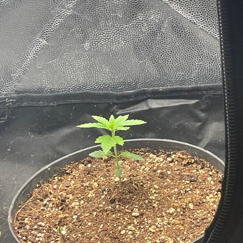 Genética desconocida growlog timeline photo