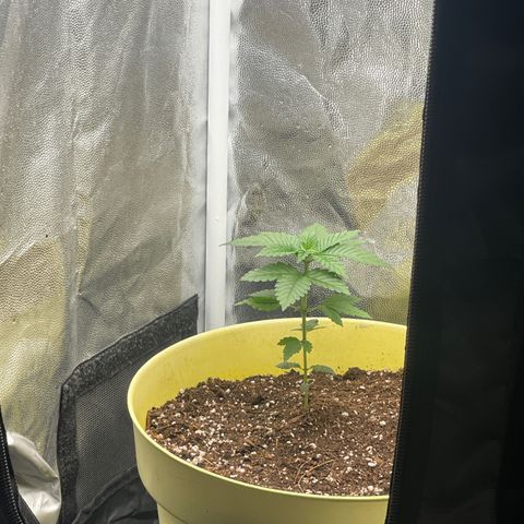 Genética desconocida growlog timeline photo