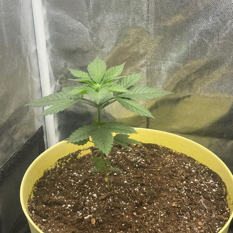 Genética desconocida growlog timeline photo