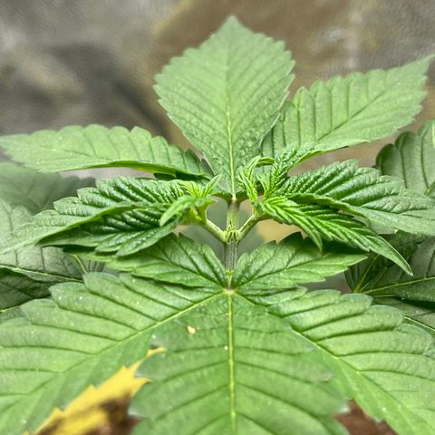 Genética desconocida growlog timeline photo