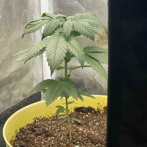 Genética desconocida growlog timeline photo
