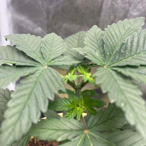 Genética desconocida growlog timeline photo