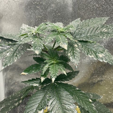 Genética desconocida growlog timeline photo