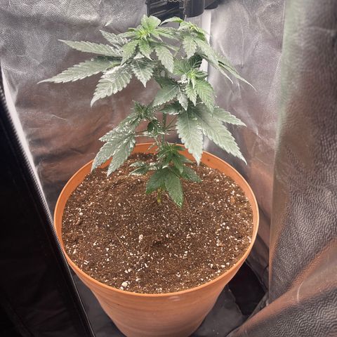 Genética desconocida growlog timeline photo