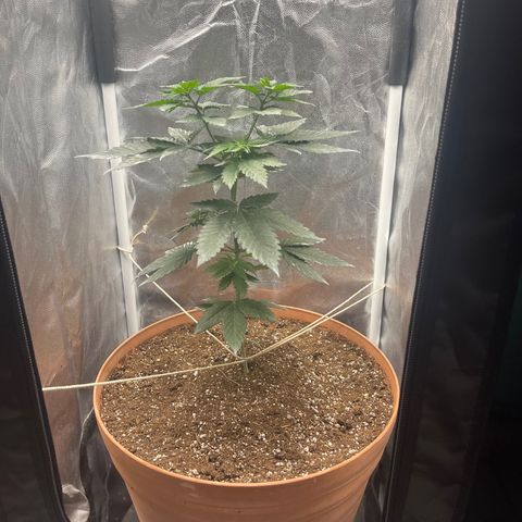 Genética desconocida growlog timeline photo