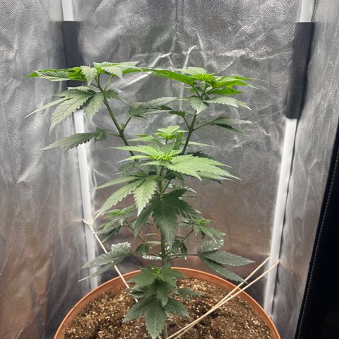 Genética desconocida growlog timeline photo