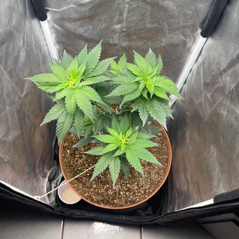 Genética desconocida growlog timeline photo