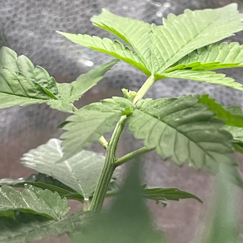 Genética desconocida growlog timeline photo