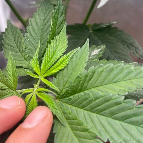 Genética desconocida growlog timeline photo