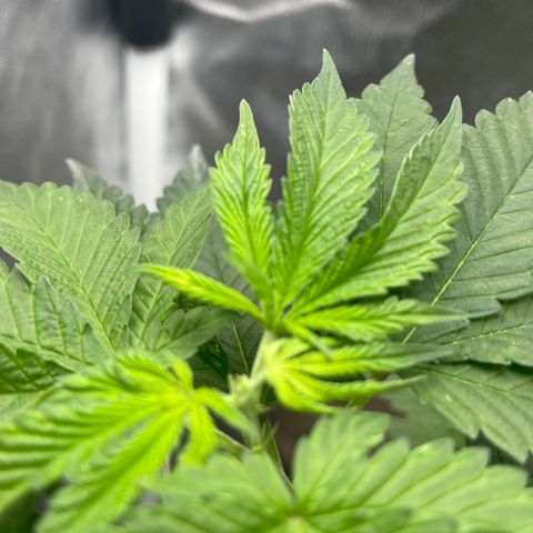 Genética desconocida growlog timeline photo