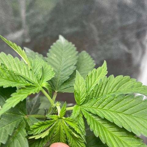 Genética desconocida growlog timeline photo