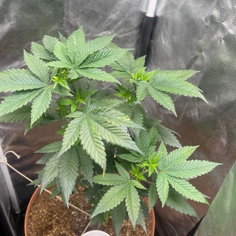 Genética desconocida growlog timeline photo