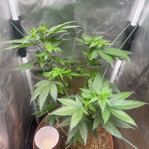 Genética desconocida growlog timeline photo