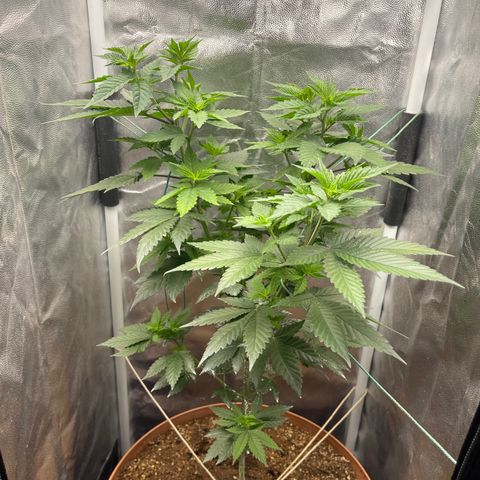 Genética desconocida growlog timeline photo