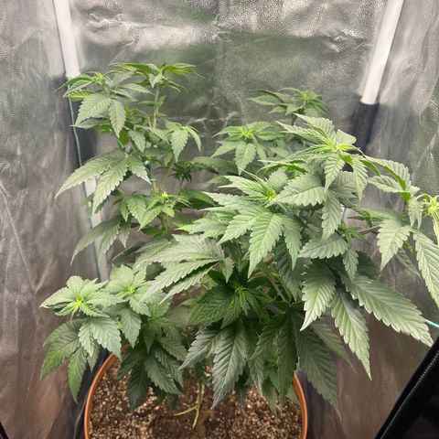 Genética desconocida growlog timeline photo