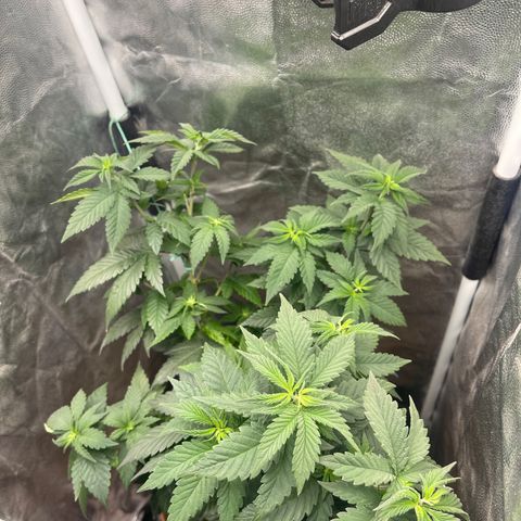 Genética desconocida growlog timeline photo