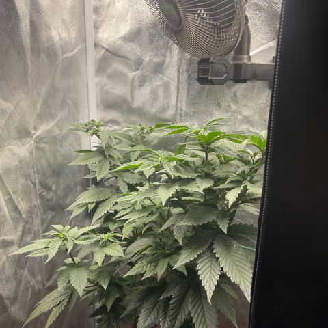 Genética desconocida growlog timeline photo