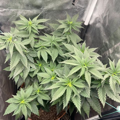 Genética desconocida growlog timeline photo