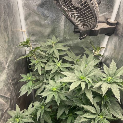 Genética desconocida growlog timeline photo