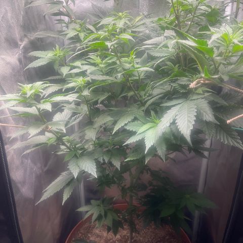 Genética desconocida growlog timeline photo