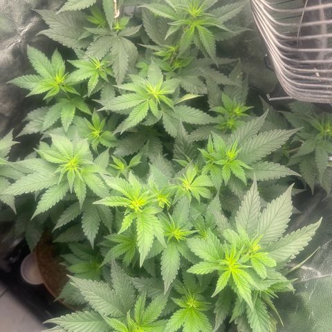 Genética desconocida growlog timeline photo