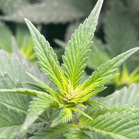 Genética desconocida growlog timeline photo