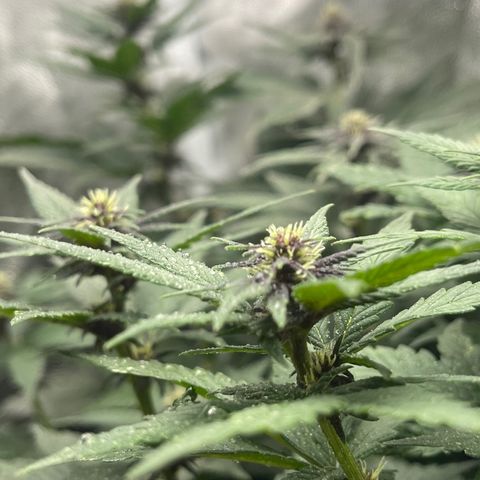 Genética desconocida growlog timeline photo