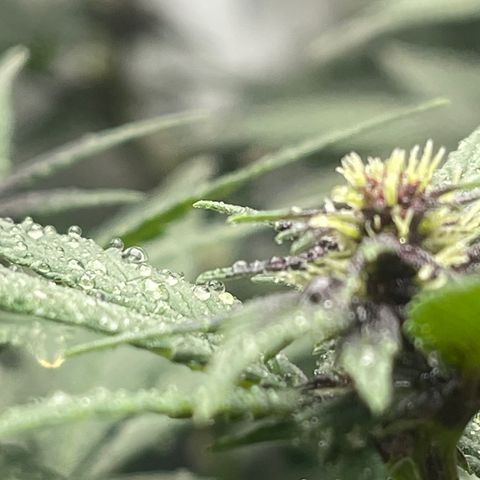 Genética desconocida growlog timeline photo