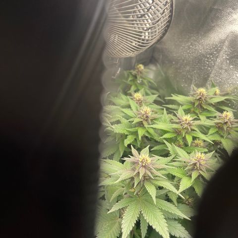 Genética desconocida growlog timeline photo