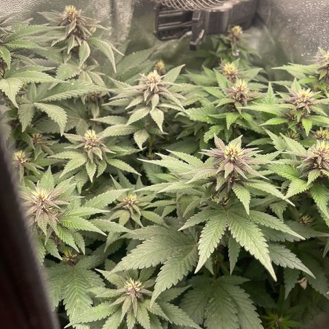 Genética desconocida growlog timeline photo