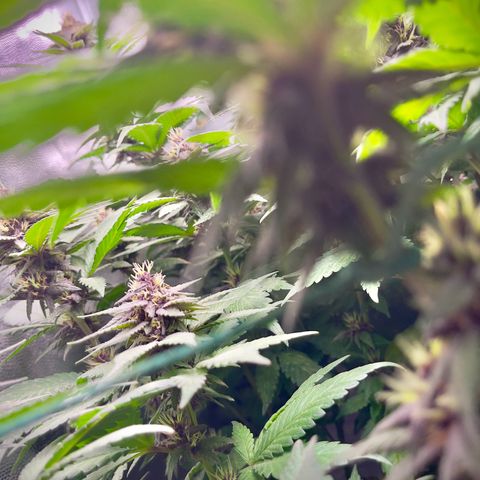 Genética desconocida growlog timeline photo