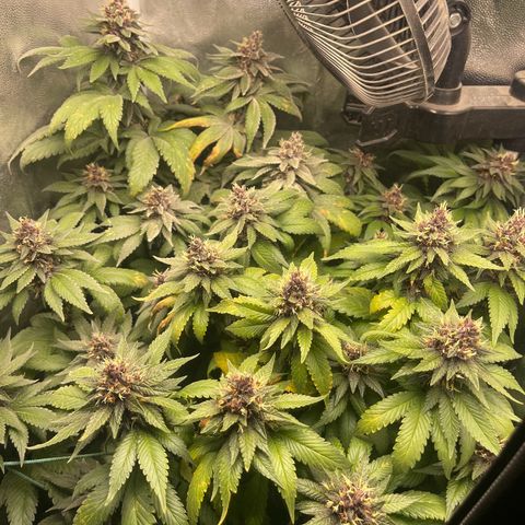 Genética desconocida growlog timeline photo